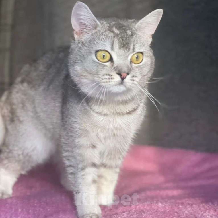 Кошки в Москве: Молодого породистого котика выкинули Мальчик, Бесплатно - фото 4