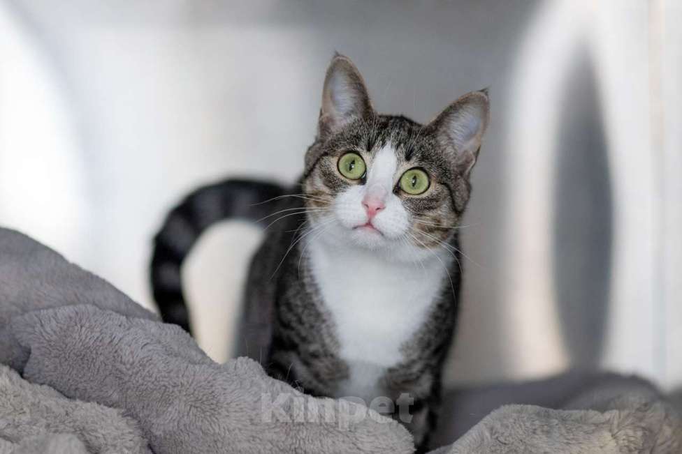 Кошки в Москве: Верочка Девочка, Бесплатно - фото 4