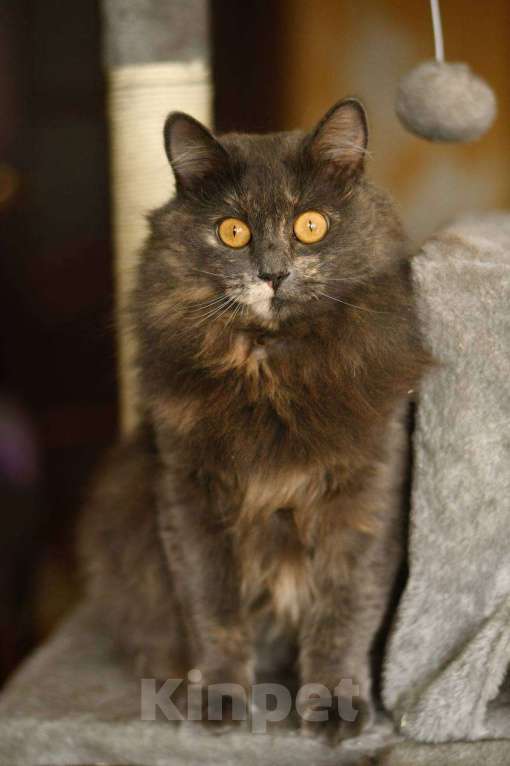 Кошки в Москве: кошка Хлоя в добрые руки Девочка, Бесплатно - фото 4