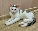 Кошки в Санкт-Петербурге: Котенок в добрые руки Мальчик, Бесплатно - фото 4