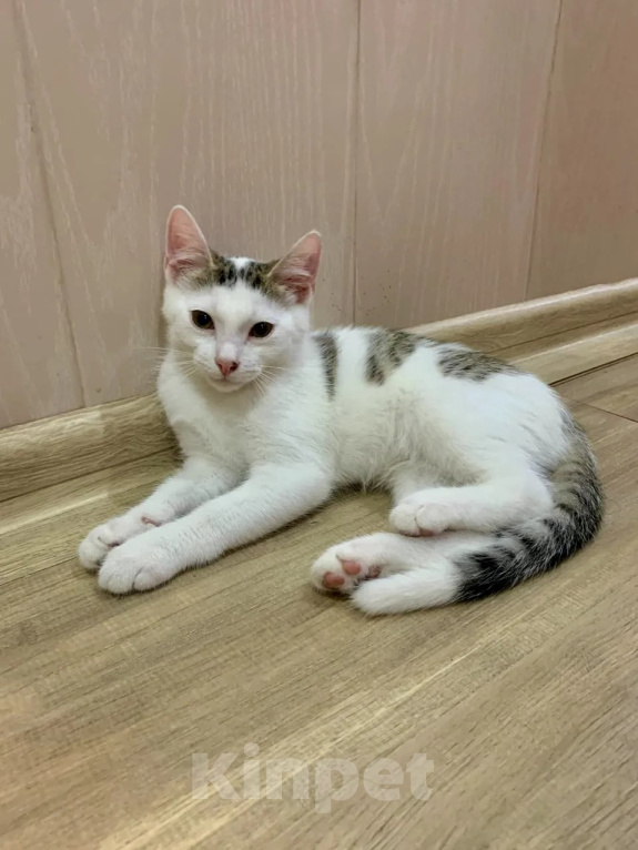 Кошки в Санкт-Петербурге: Котенок в добрые руки Мальчик, Бесплатно - фото 4