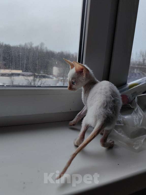 Кошки в Санкт-Петербурге: Busilda Девочка, 40 000 руб. - фото 3