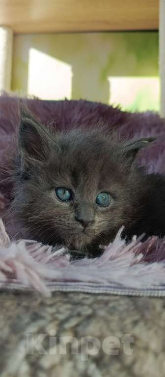 Кошки в Москве: Мейн-кун мальчик Мальчик, 45 000 руб. - фото 2