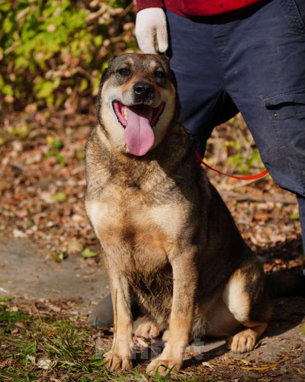 Собаки в Балашихе: Джонни Мальчик, Бесплатно - фото 2