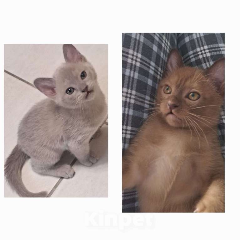 Кошки в Ставрополе: Бурманский коиенок Мальчик, Бесплатно - фото 6