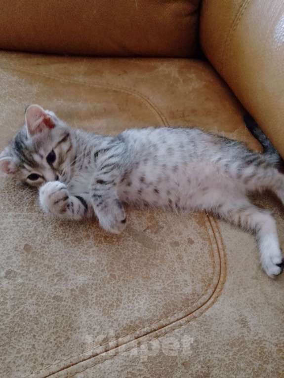 Кошки в Голицыно: Кошечка трехцветка 3 мес в добрые руки Девочка, 100 руб. - фото 2