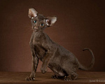 Кошки в Балашихе: Ориентальный котенок Конор Мальчик, 80 000 руб. - фото 1