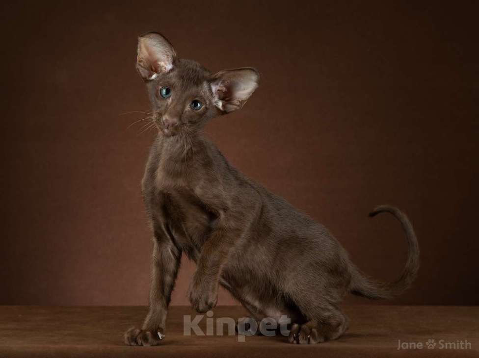 Кошки в Балашихе: Ориентальный котенок Конор Мальчик, 80 000 руб. - фото 1