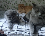 Кошки в Астрахани: Продаю котёнка Девочка, 6 000 руб. - фото 3