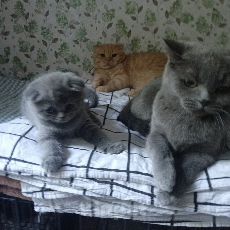 Кошки в Астрахани: Продаю котёнка Девочка, 6 000 руб. - фото 3