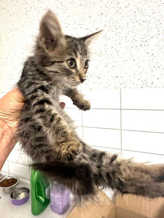 Кошки в Краснодаре: КРАСНОДАР! ИЩЕМ ДОМ ДЛЯ КАТЕНКА❣️ Девочка, Бесплатно - фото 2