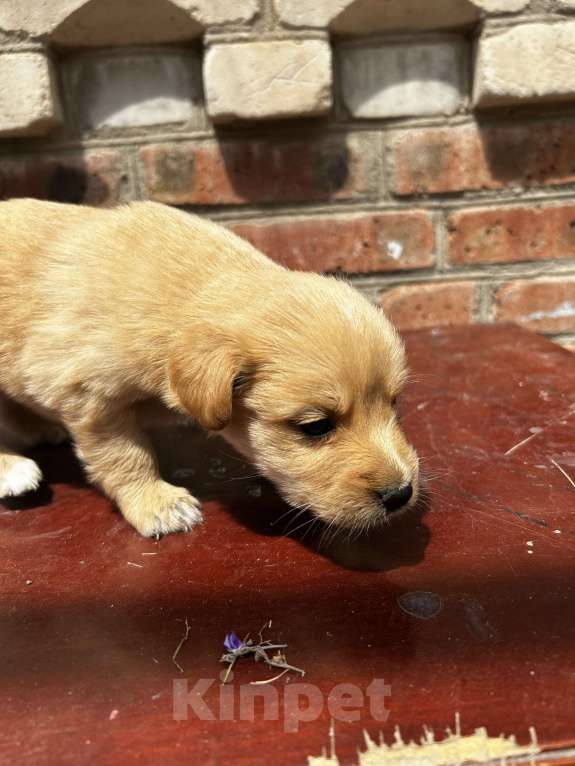 Собаки в Батайске: Щенок Мальчик, Бесплатно - фото 3