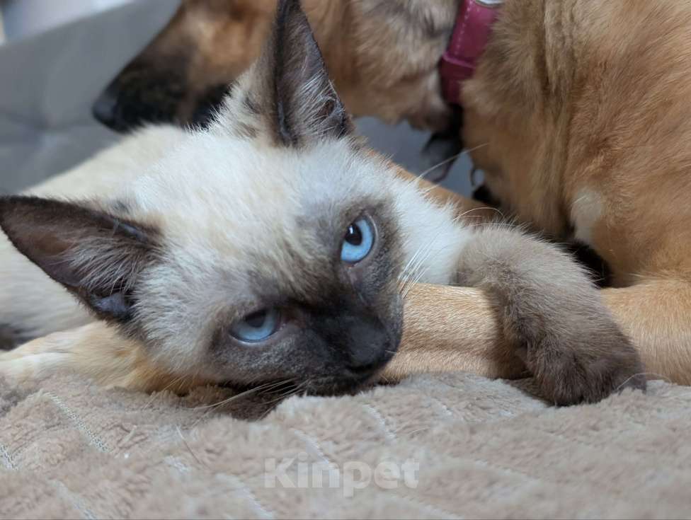 Кошки в Жуковском: Котенок мальчик в добрые руки Мальчик, Бесплатно - фото 4