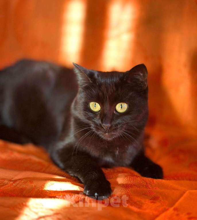 Кошки в Москве: Черная красавица кошка Дюна в добрые руки Девочка, Бесплатно - фото 5