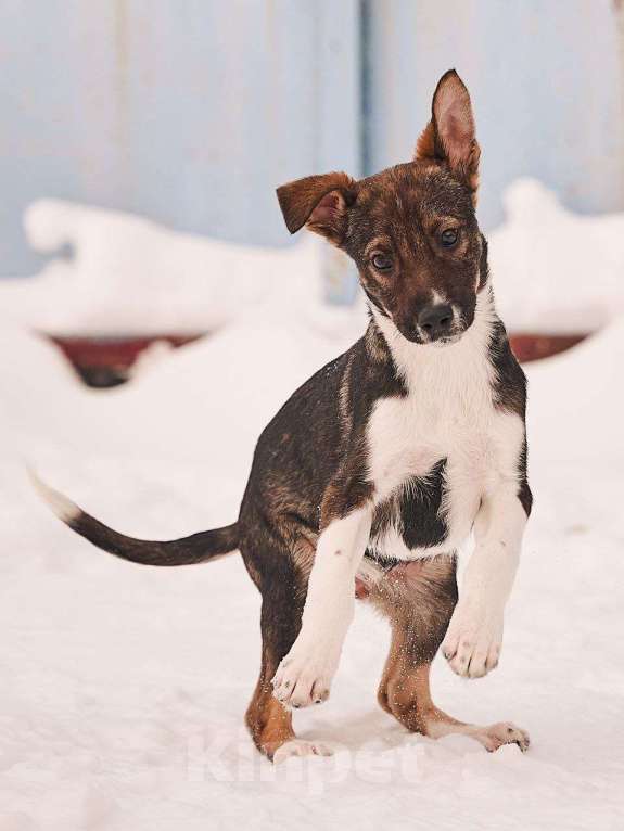 Собаки в других городах Московской области: Лионель якутенок Мальчик, Бесплатно - фото 4