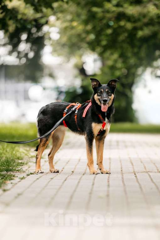Собаки в Москве: Робкая Киви ищет дом Девочка, Бесплатно - фото 3