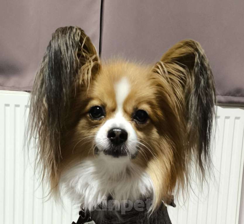 Собаки в Москве: Папийон Девочка, 80 000 руб. - фото 7