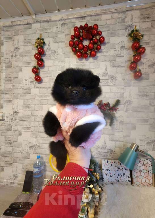 Собаки в Москве: Шпиц померанский редкого черного окраса девочка Девочка, Бесплатно - фото 1