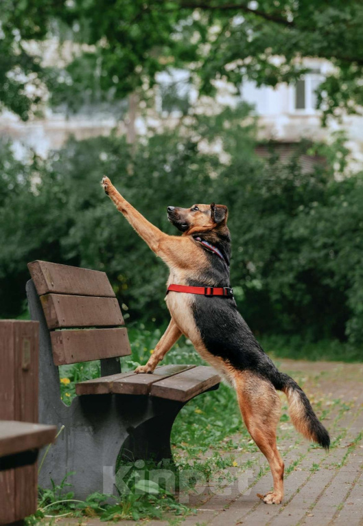 Собаки в Москве: Озорная Холли ищет дом Девочка, Бесплатно - фото 6