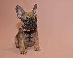 Собаки в Москве: Девочка французского бульдога  Девочка, 50 000 руб. - фото 1