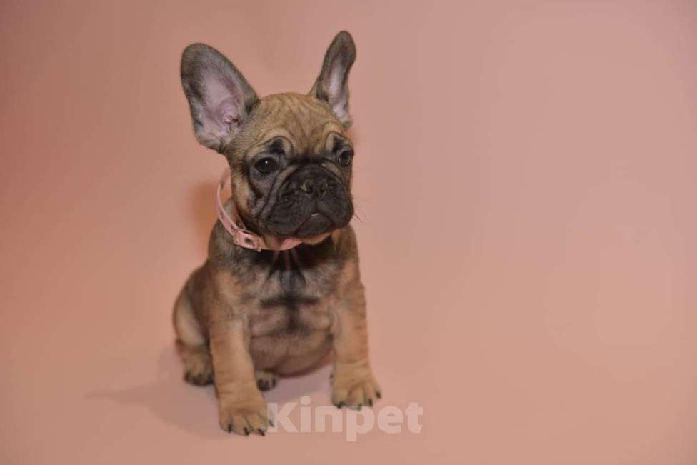 Собаки в Москве: Девочка французского бульдога  Девочка, 50 000 руб. - фото 1