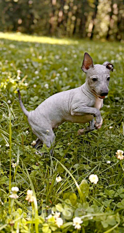 Собаки в Москве: Американский голый терьер, щенок девочка Девочка, 45 000 руб. - фото 2