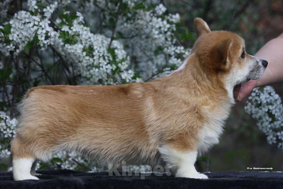 Собаки в Москве: Щенки вельш корги. Мальчик, 65 000 руб. - фото 3