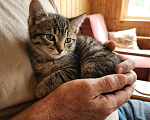 Кошки в Санкт-Петербурге: Кошечка 2.5 месяца Девочка, Бесплатно - фото 1