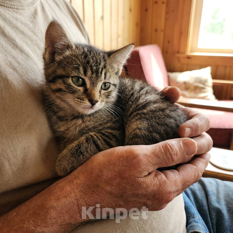 Кошки в Санкт-Петербурге: Кошечка 2.5 месяца Девочка, Бесплатно - фото 1