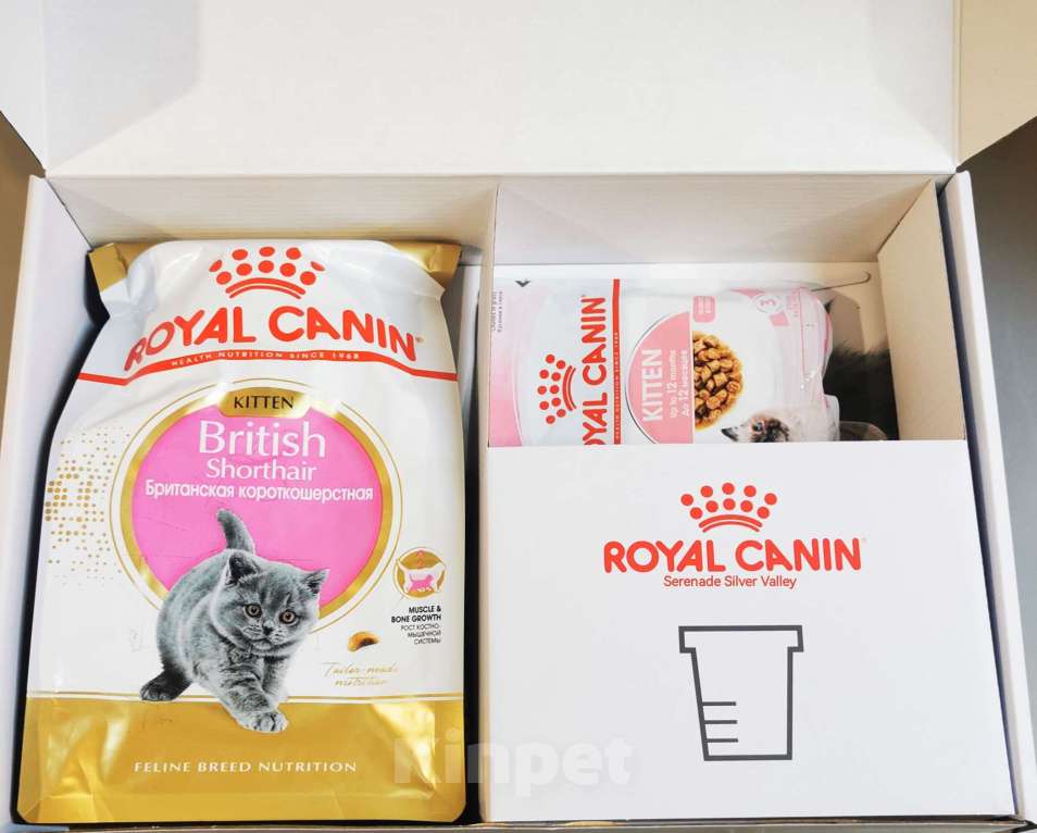 Кошки в Димитровграде: Котенок медвежонок Мальчик, 75 000 руб. - фото 3