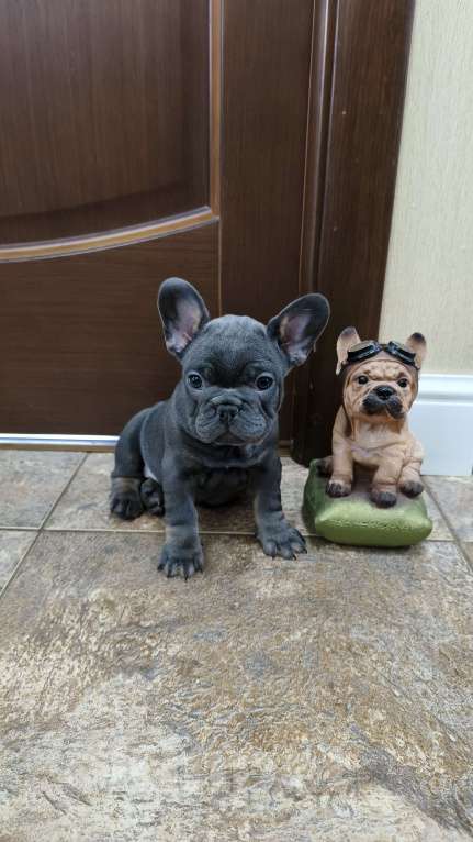 Собаки в Белореченске: Французский бульдог Девочка, Бесплатно - фото 5