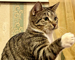 Кошки в Санкт-Петербурге: Котик полосатик подросток , стерилизован Мальчик, Бесплатно - фото 1