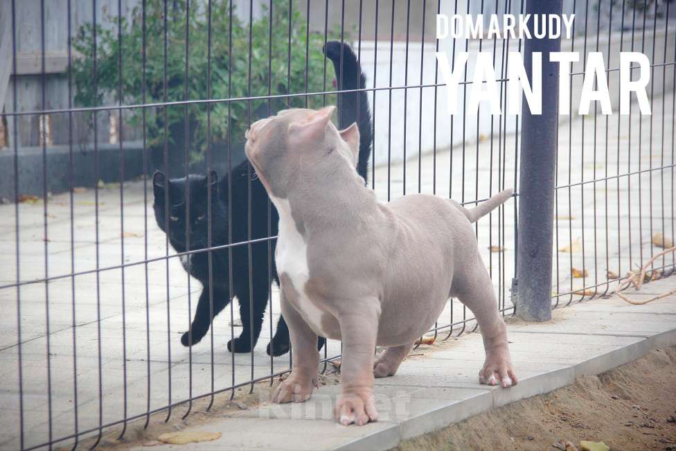 Собаки в Саратове: Американский Булли Питомник Мальчик, 150 000 руб. - фото 6