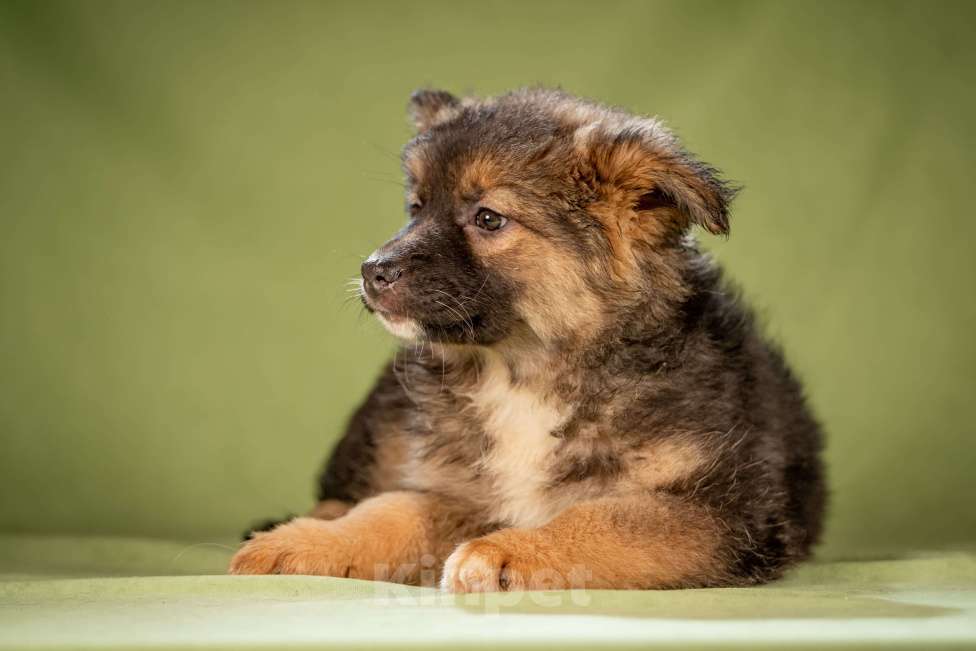 Собаки в Клине: Фисташка - пушистая красавица Девочка, Бесплатно - фото 8