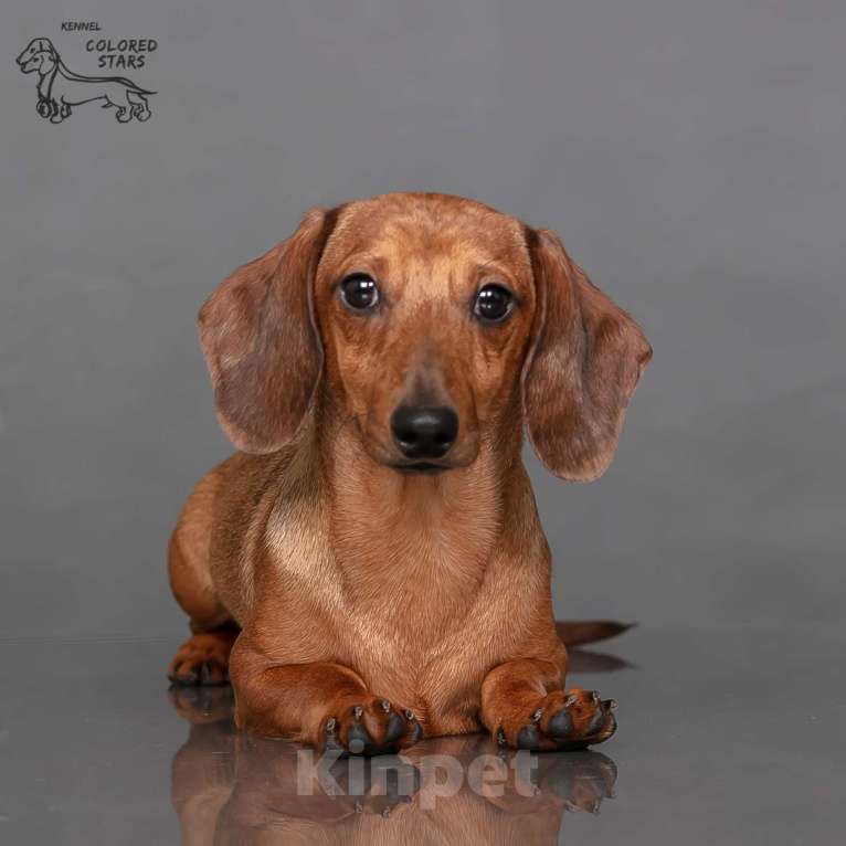 Собаки в Королеве: Миниатюрные мальчики в прекрасном экстерьере.  Мальчик, 55 000 руб. - фото 8