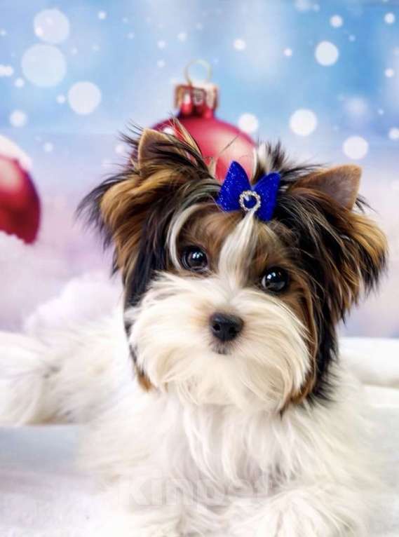 Собаки в Москве: Мини девочка принцесса Девочка, Бесплатно - фото 1