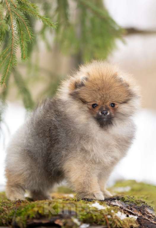 Собаки в Лобне: Красотка Девочка, 50 000 руб. - фото 5