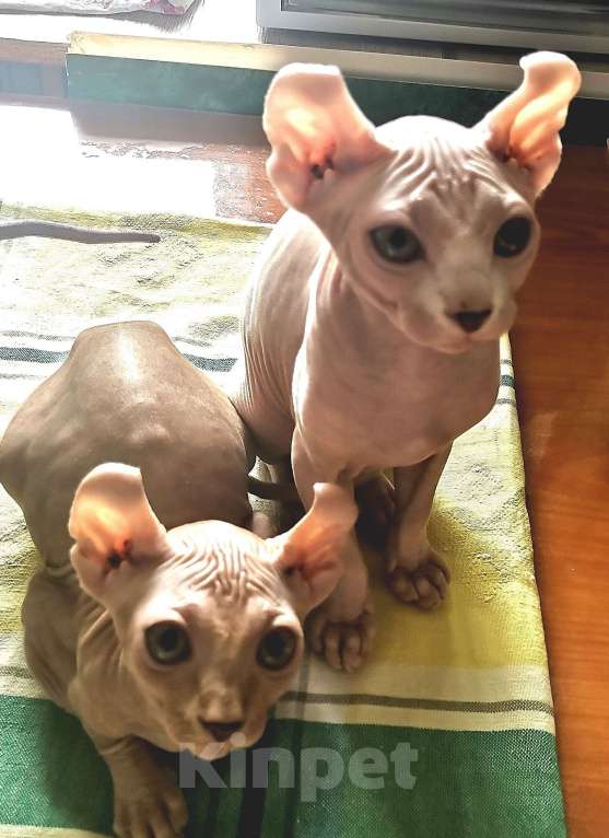 Кошки в Самаре: Чистокровные эльфы девочки Девочка, 5 000 руб. - фото 9