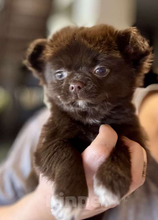 Собаки в Балашихе: Красивый мальчик чихуахуа Мальчик, 40 000 руб. - фото 1