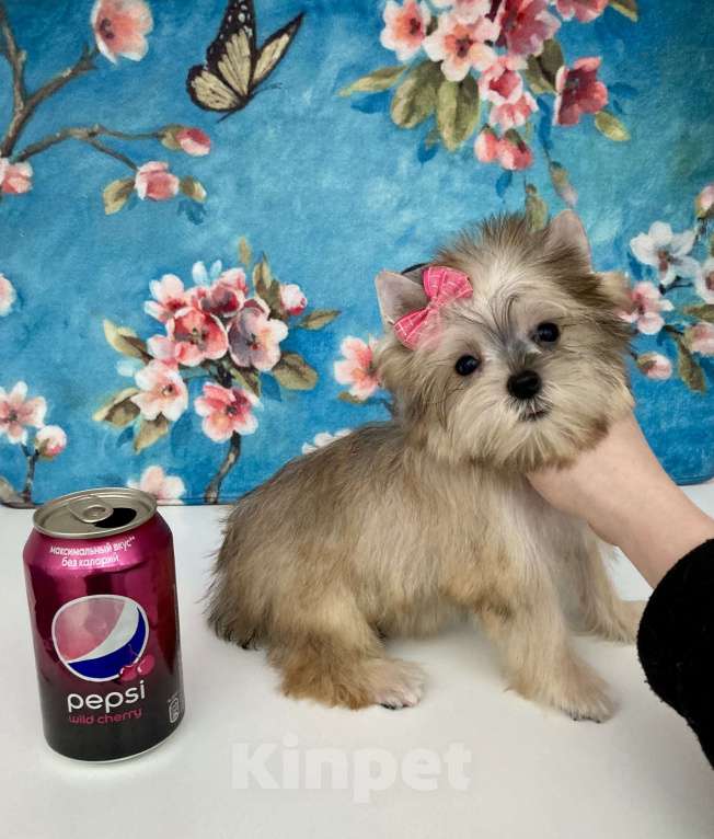 Собаки в Москве: Золотой йорк мини девочка бэби фейс Девочка, 85 000 руб. - фото 7