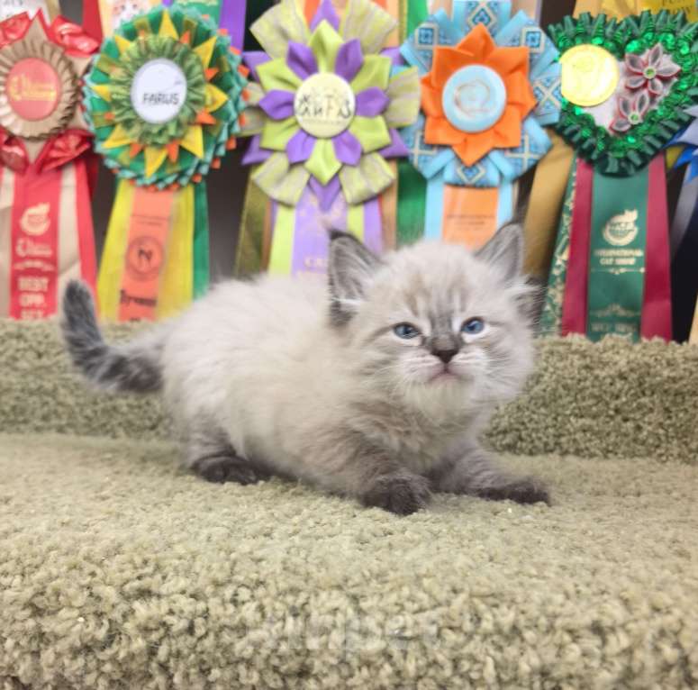 Кошки в Тюмени: Сибирские котята Девочка, 70 000 руб. - фото 1