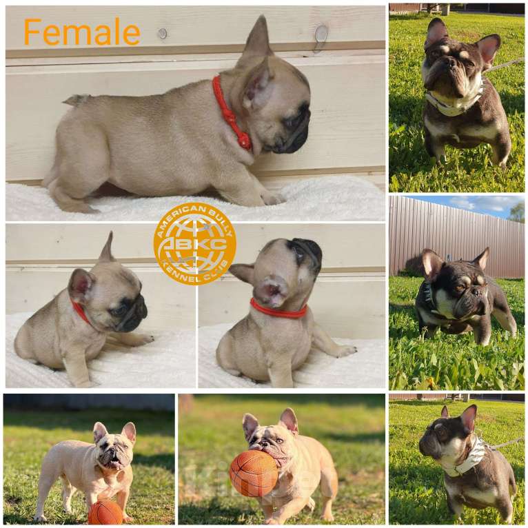 Собаки в Москве: Девочка французского бульдога, окрас шоко-фавн. Девочка, 60 000 руб. - фото 1