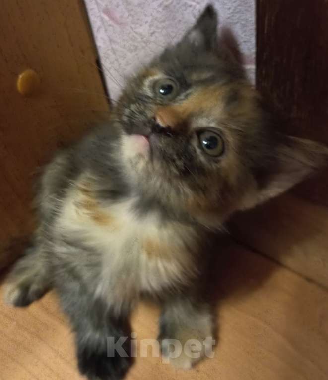 Кошки в Жуковском: Котята Девочка, 1 500 руб. - фото 7