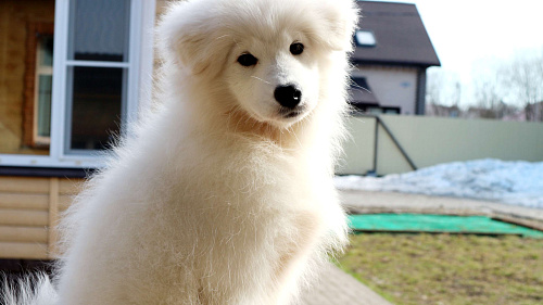 Щенок Самоеда/Самоедской Собаки