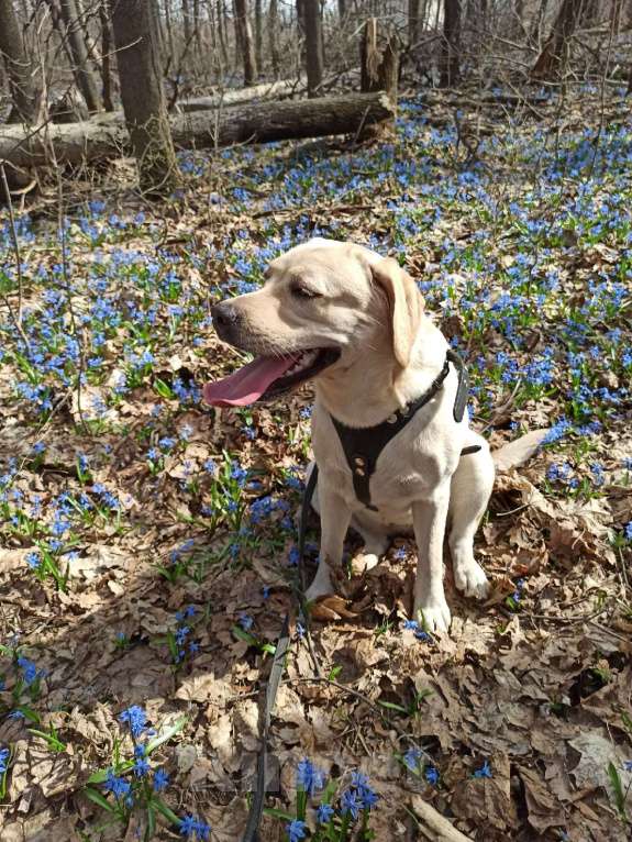 Собаки в Воронеже: Продам/отдам в хорошие руки собаку Девочка, Бесплатно - фото 1