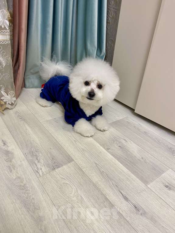 Собаки в Омске: Вязка Бишон фризе  Мальчик, Бесплатно - фото 3