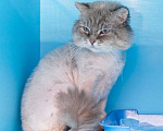 Кошки в Москве: Шикарный котище, с голубыми глазами и еще ничей. Мальчик, Бесплатно - фото 3