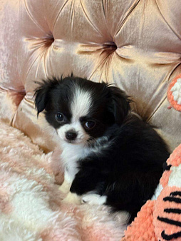 Чихуахуа клубная девочка