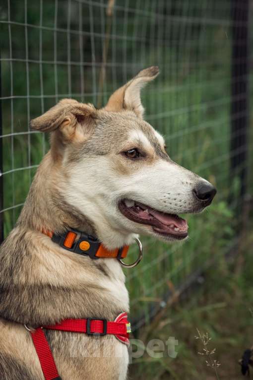 Собаки в Москве: Нежной Адель очень нужен дом  Девочка, Бесплатно - фото 4