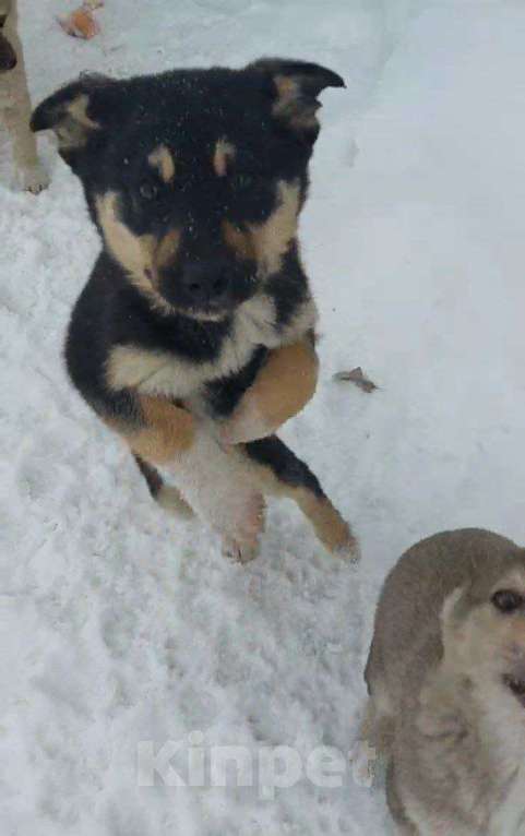 Собаки в Москве: в добрые руки Девочка, Бесплатно - фото 7